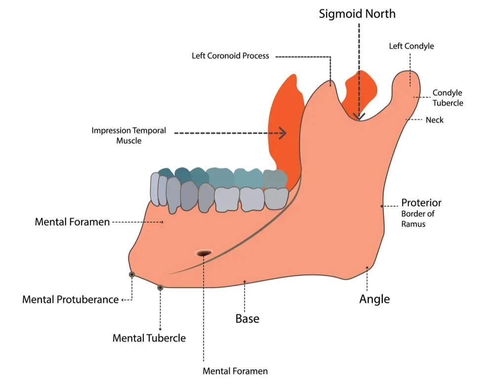 mandible-lower-jaw